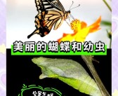 发现稀有生物：揭开秘密面纱