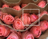 魔力宝贝鲜花榜鲜花获取攻略解析