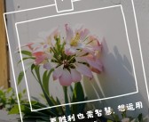 策略对决大挑战，智慧决定胜负