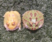 魔力百科新手指南：新手必读，轻松上手魔法世界！