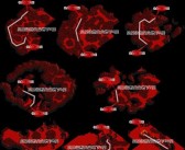 魔力宝贝私服BOSS攻略，让你收割无尽的战利品！