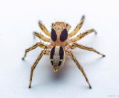 发现珍稀宠物：拥有独特技能的神秘生物