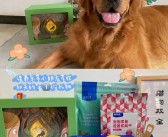 登峰造极：攀登魔法宠物之巅