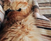 建立紧密联系：与宠物伙伴共同进步